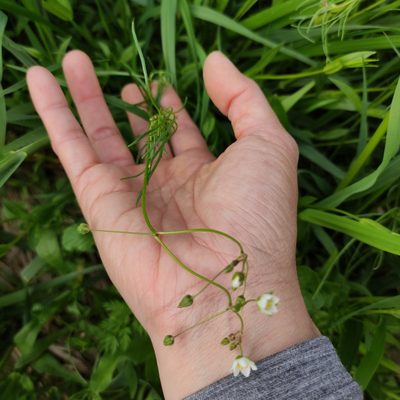 Spergula arvensis, photographed by Jenny Saito