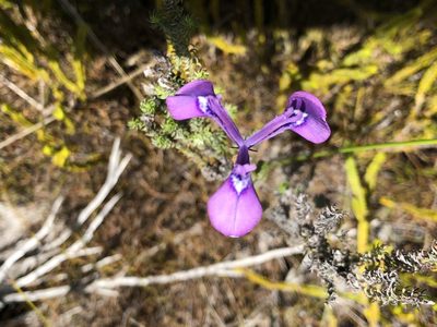 Moraea tripetala, photographed by Caroline Voget