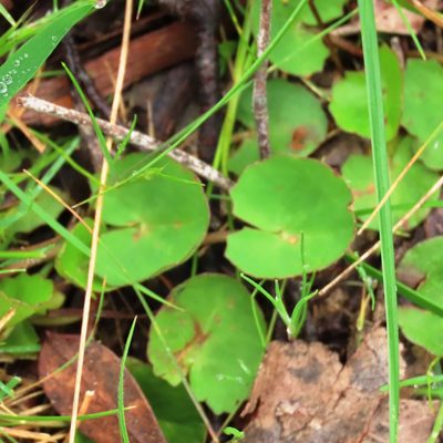 Centella cordifolia, photographed by Elspeth Swan