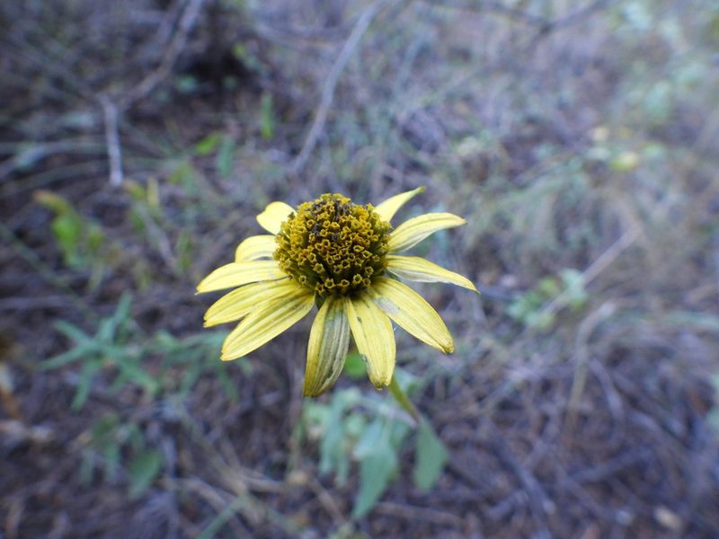 Heliopsis parvifolia, photographed by Leticia Jiménez Hernández