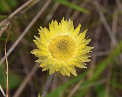 Helichrysum aureum, photographed by Sunčana Bradley