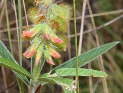 Eriosema salignum, photographed by Sunčana Bradley