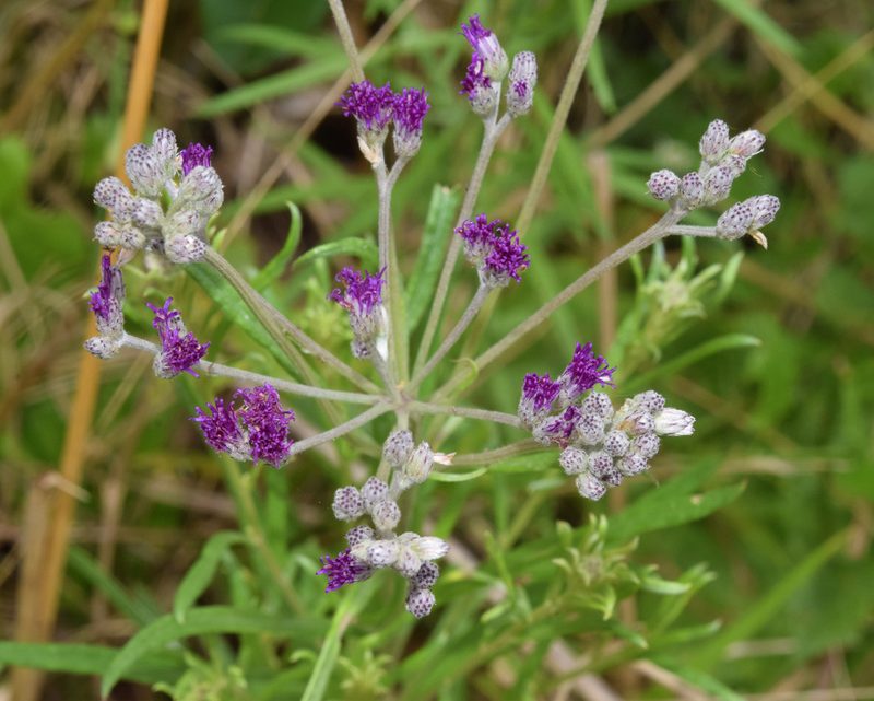 Hilliardiella capensis, photographed by Sunčana Bradley