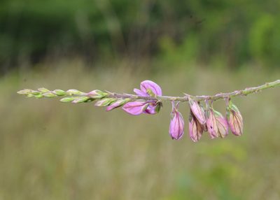 Polygala hottentotta, photographed by Sunčana Bradley