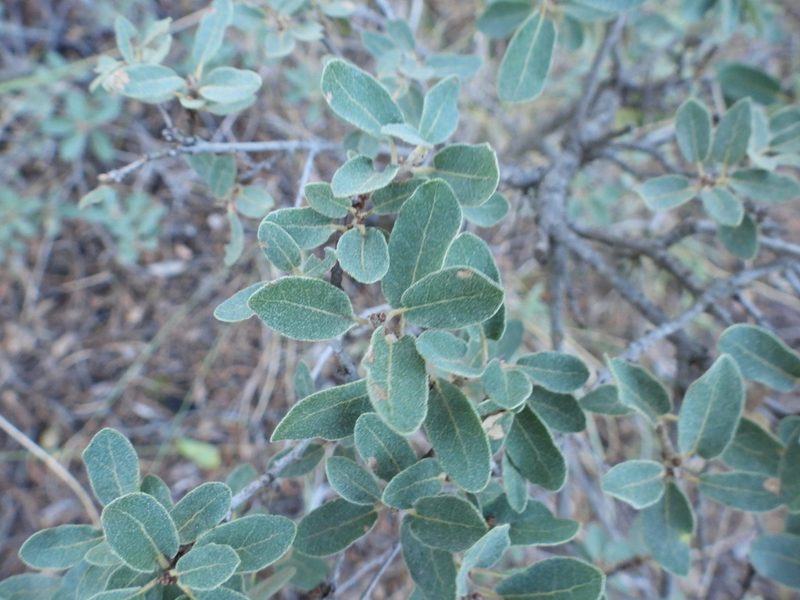 Quercus striatula, photographed by Leticia Jiménez Hernández