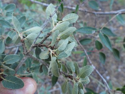 Quercus striatula, photographed by Leticia Jiménez Hernández