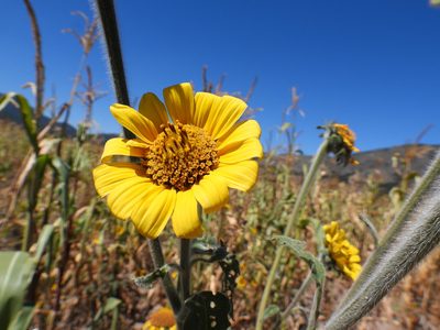 Tithonia tubaeformis, photographed by Leticia Jiménez Hernández