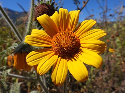 Tithonia tubaeformis, photographed by Leticia Jiménez Hernández