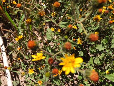 Simsia amplexicaulis, photographed by Leticia Jiménez Hernández
