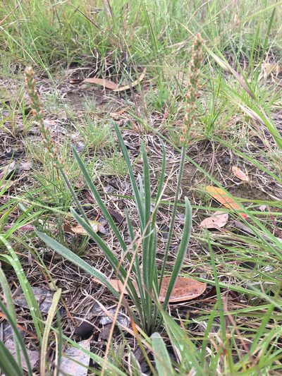 Plantago gaudichaudii, photographed by Jane Canaway