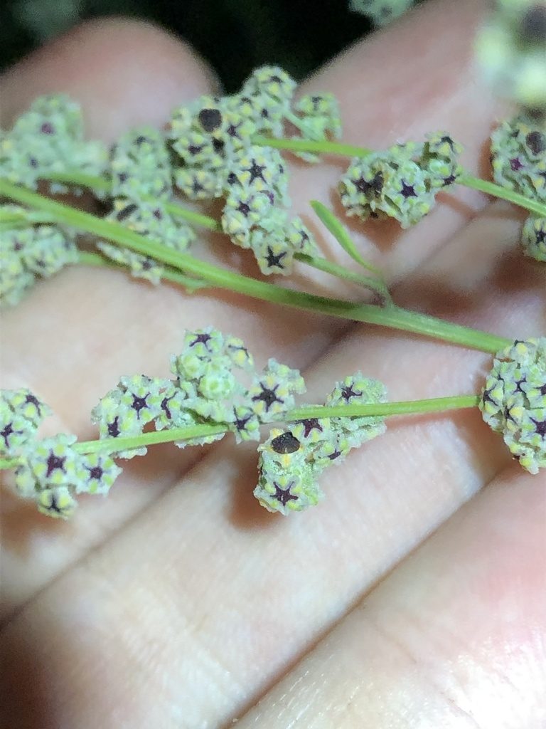 Chenopodium cycloides, photographed by Jared Shorma