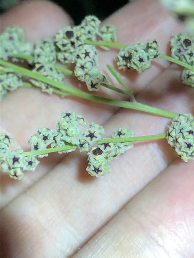 Chenopodium cycloides, photographed by Jared Shorma