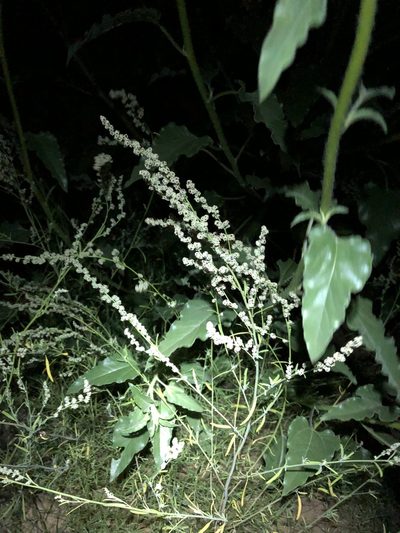Chenopodium cycloides, photographed by Jared Shorma