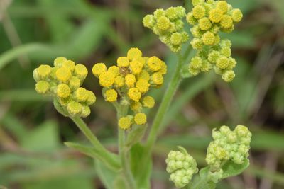 Nidorella auriculata, photographed by Sunčana Bradley