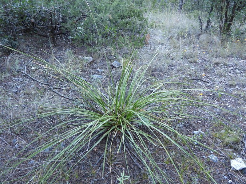 Nolina cespitifera, photographed by Leticia Jiménez Hernández