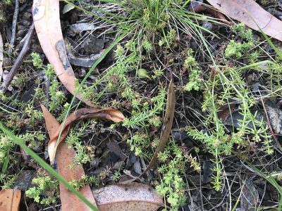Hydrogalium confertum, photographed by Jane Canaway