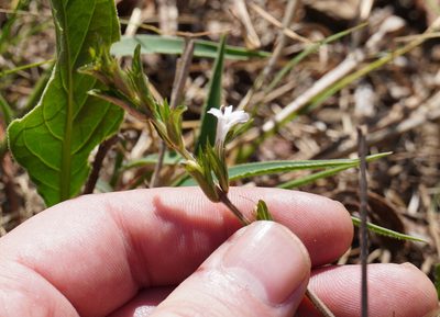 Dyschoriste costata, photographed by Matthew Fainman