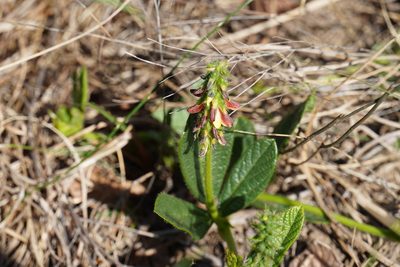 Eriosema cordatum, photographed by Matthew Fainman