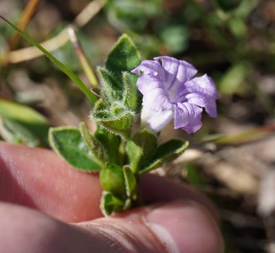 Ruellia cordata, photographed by Matthew Fainman