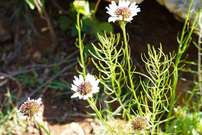 Callilepis leptophylla, photographed by Matthew Fainman