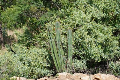 Cereus jamacaru, photographed by Matthew Fainman