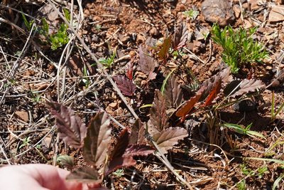 Hermannia depressa, photographed by Matthew Fainman