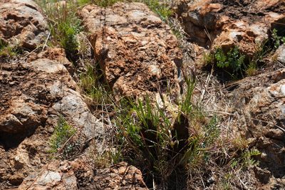 Xerophyta retinervis, photographed by Matthew Fainman