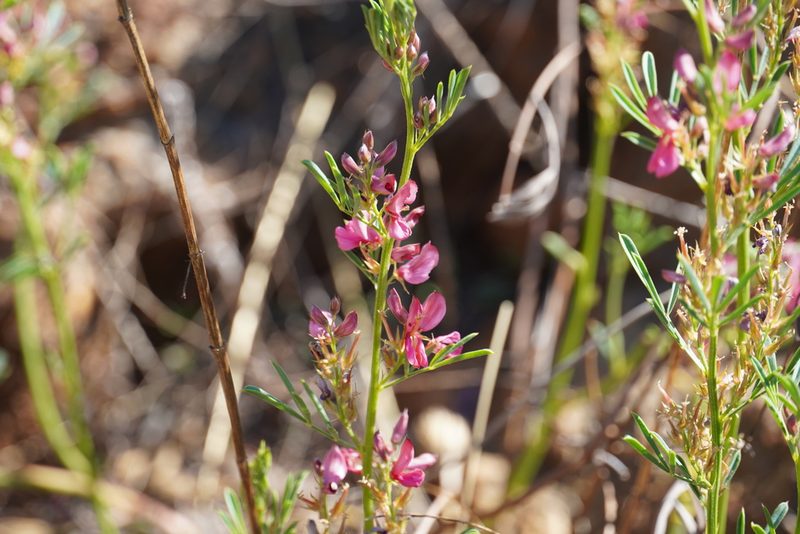 Indigofera hilaris, photographed by Matthew Fainman