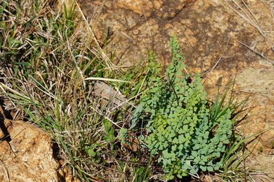 Choristosoria calomelanos, photographed by Matthew Fainman