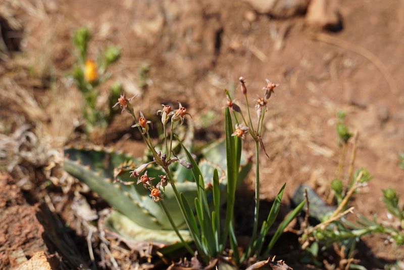 Tulbaghia acutiloba, photographed by Matthew Fainman