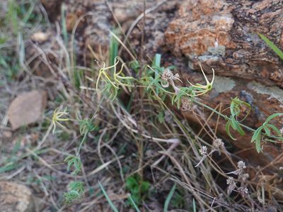 Trochomeria macrocarpa, photographed by Matthew Fainman