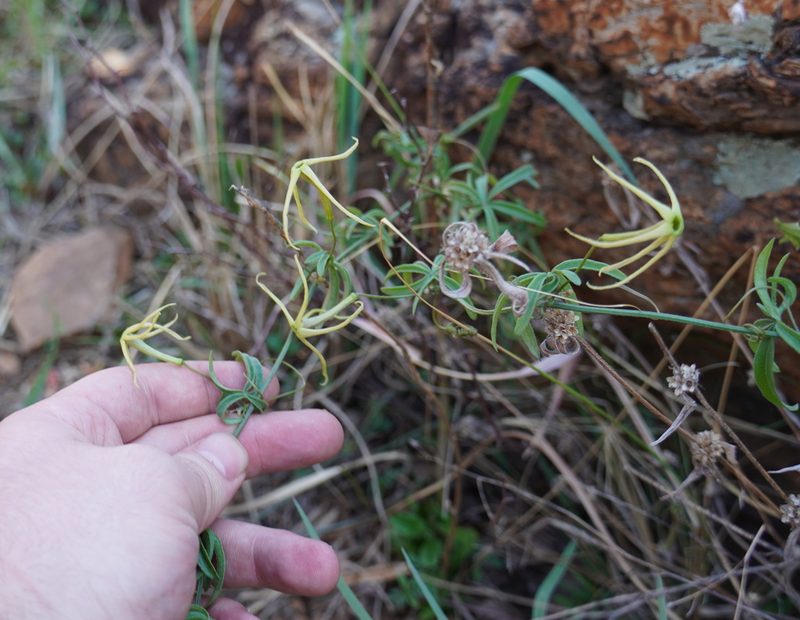 Trochomeria macrocarpa, photographed by Matthew Fainman