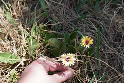Gerbera viridifolia, photographed by Matthew Fainman