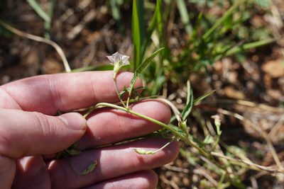 Convolvulus sagittatus, photographed by Matthew Fainman