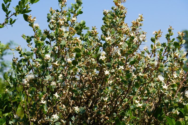 Lopholaena coriifolia, photographed by Matthew Fainman