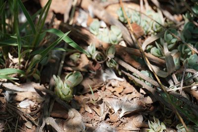 Kalanchoe rotundifolia, photographed by Matthew Fainman