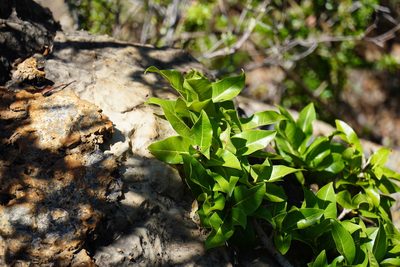 Ficus ingens, photographed by Matthew Fainman
