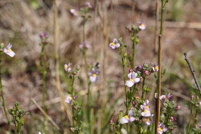Nemesia fruticans, photographed by Matthew Fainman