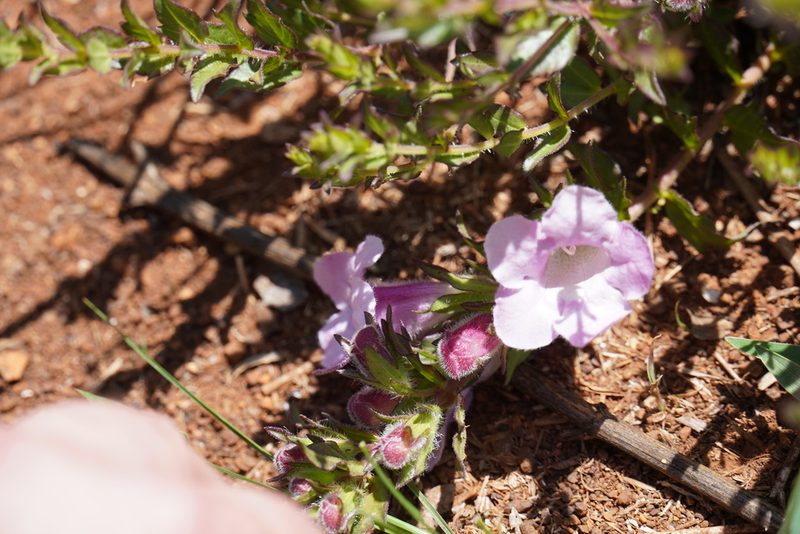 Graderia subintegra, photographed by Matthew Fainman