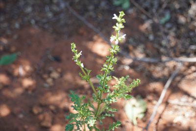 Salvia runcinata, photographed by Matthew Fainman