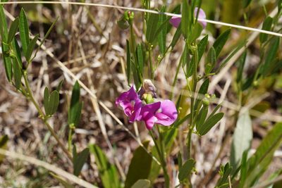 Sphenostylis angustifolia, photographed by Matthew Fainman