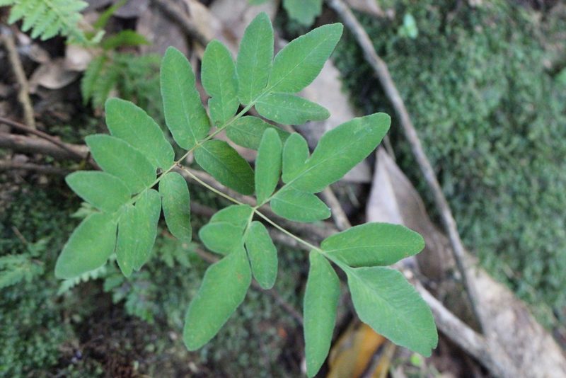 Osmunda japonica, photographed by Agnes Trekker