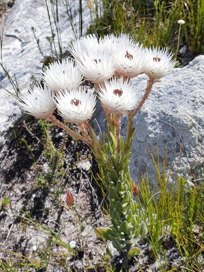 Syncarpha zeyheri, photographed by Corli du Toit Smith