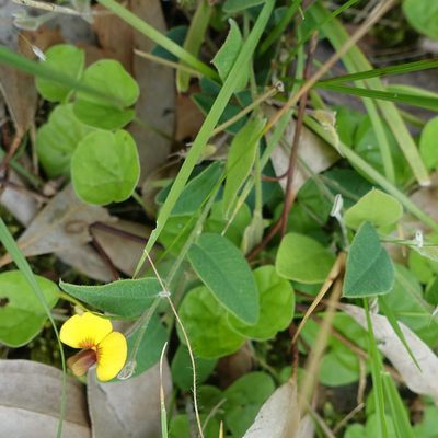 Bossiaea prostrata, photographed by yatesy
