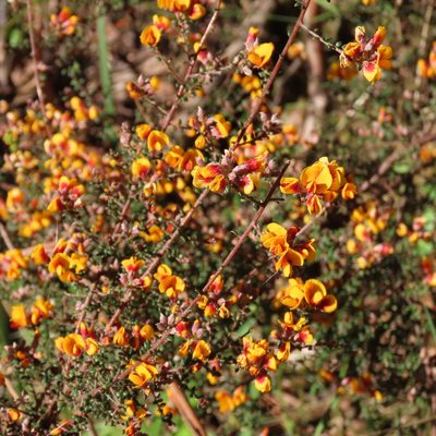 Pultenaea gunnii, photographed by Elspeth Swan