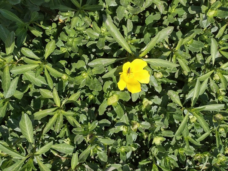 Ludwigia grandiflora, photographed by Fátima Helena Yáñez