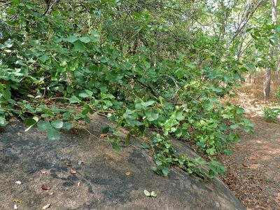 Searsia longipes, photographed by i_c_riddell