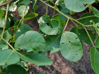 Searsia longipes, photographed by i_c_riddell