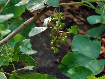 Searsia longipes, photographed by i_c_riddell