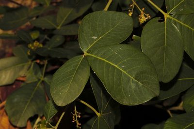 Searsia longipes, photographed by i_c_riddell